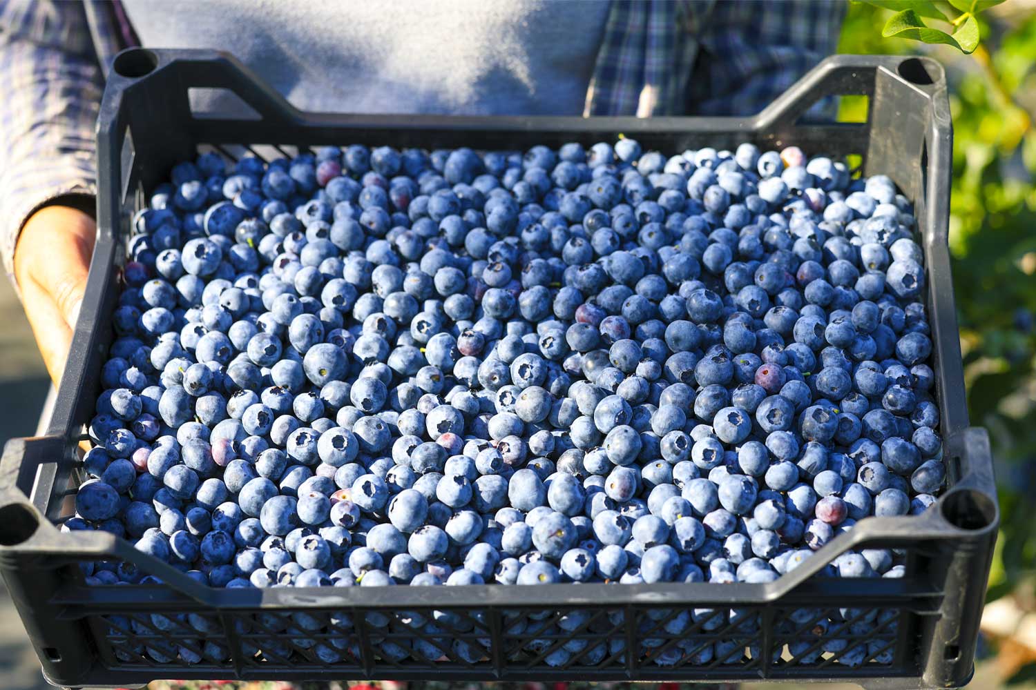 blueberry foto